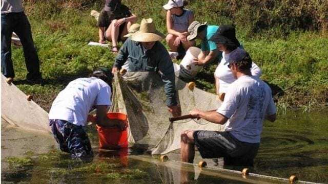 mtwh-steelhead-malibu-lagoon-fish-survey