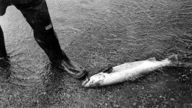 mtwh-steelhead-santa-ynez-1946