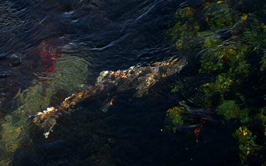 A Shasta River salmon