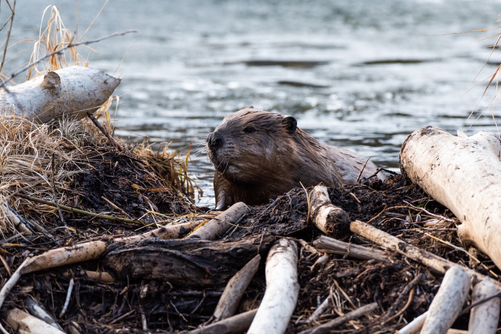 beaver3 Beaver and its dam