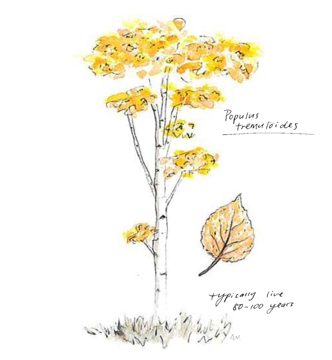 Aspen-Alix Aspen illustration