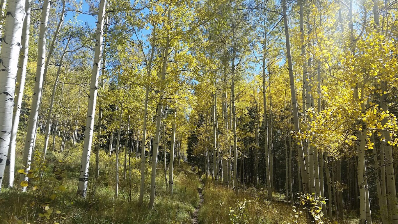 Aspen1 Aspen1