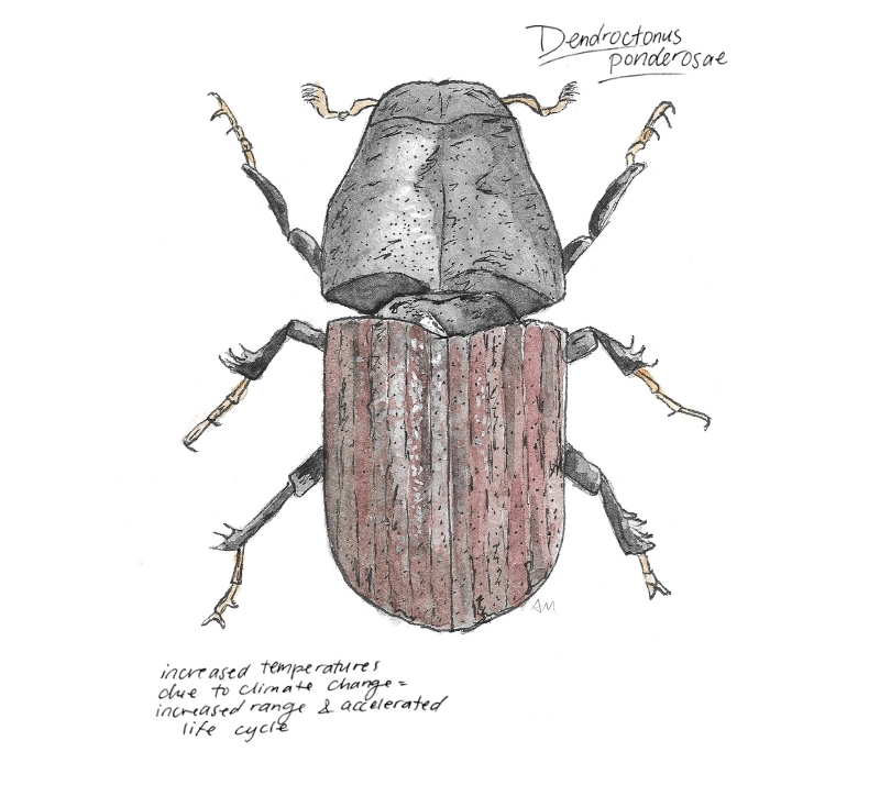 Bark-Beetle-Alix Whitebark pine illustration