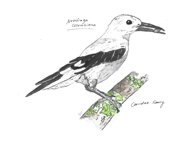 Clark's-Nutcracker-Alix Clark's-Nutcracker-Alix