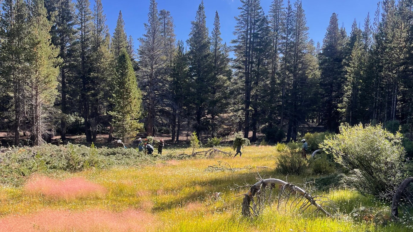 Meadow4 Meadow4