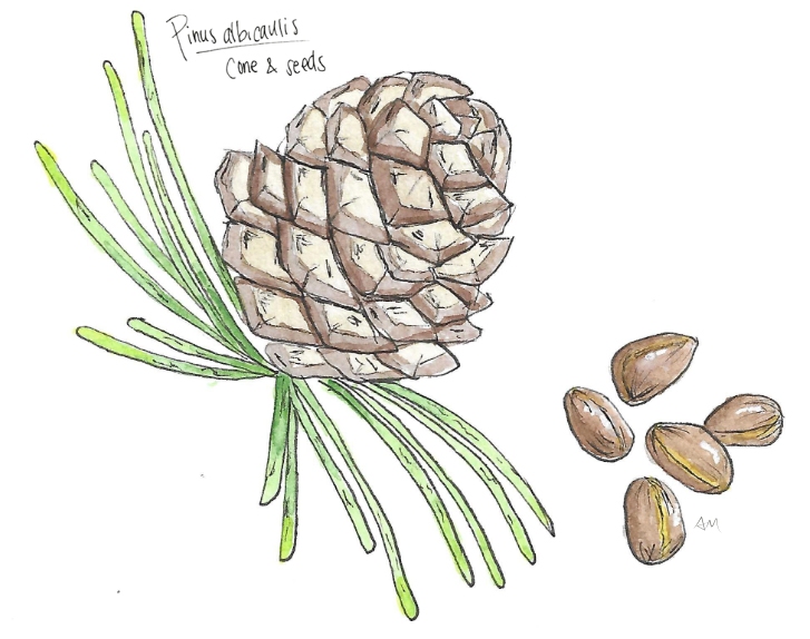 White-Pine-Cone-AMAlix White-Pine-Cone-AMAlix