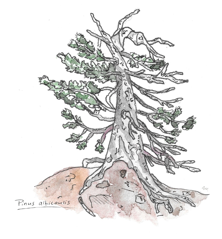 White-Pine-Tree-Alix-(1) Whitebark pine illustration