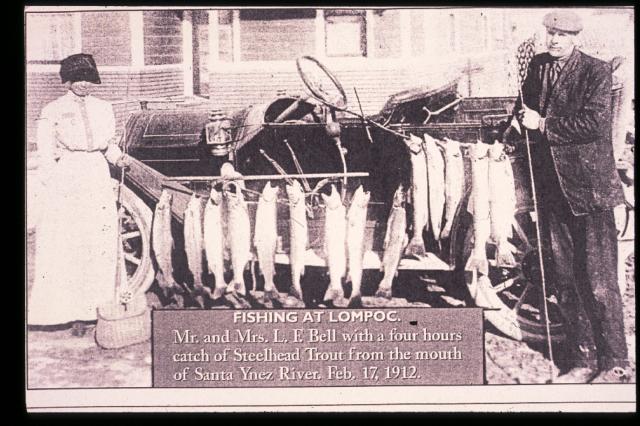 Santa Ynez River Steelhead c. 1920 Santa Ynez River Steelhead c. 1920