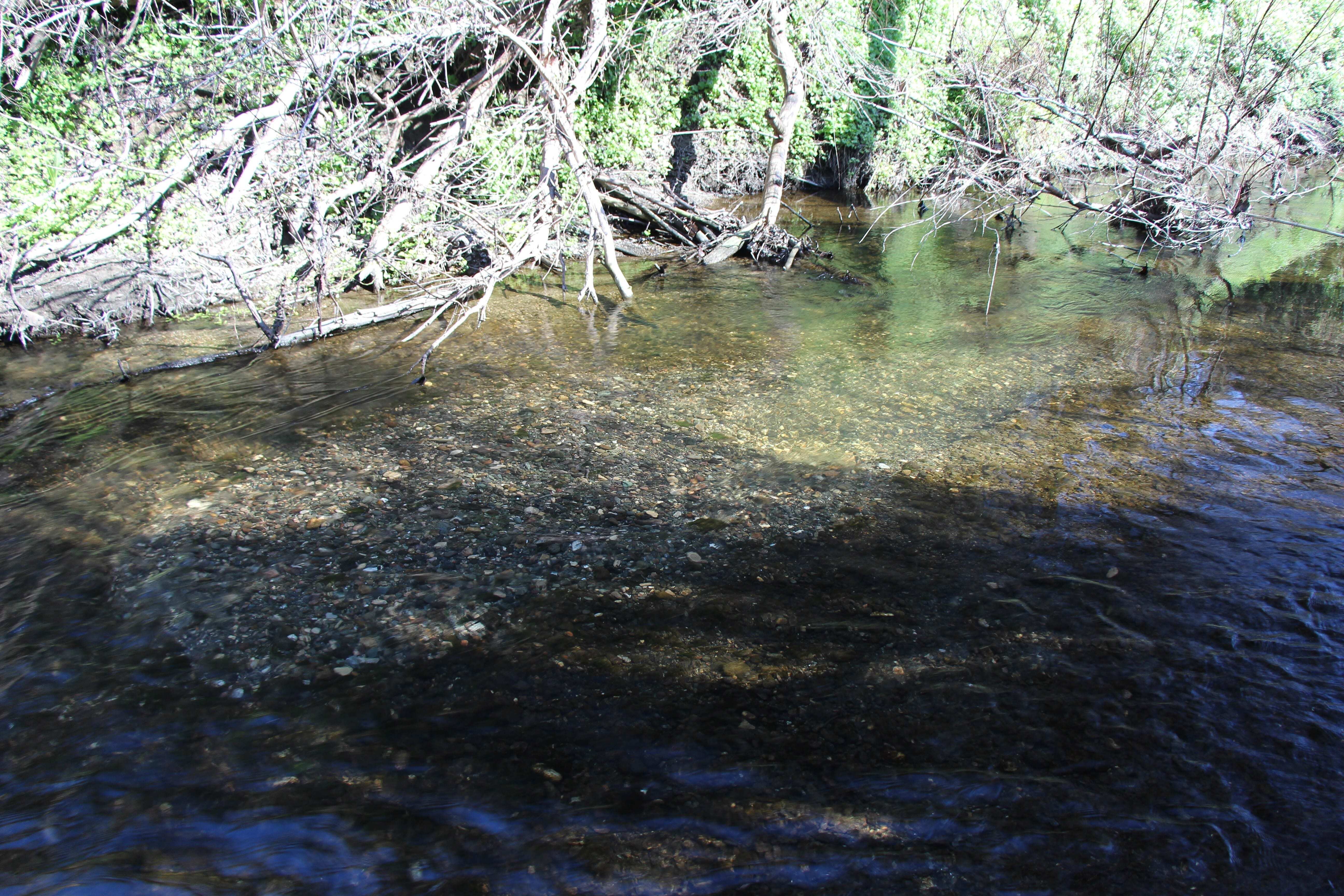 Steelhead Redd Steelhead Redd