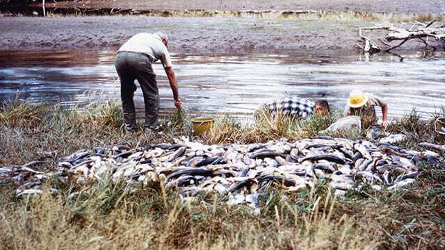 mtwh-hat-creek-fish-kill mtwh-hat-creek-fish-kill