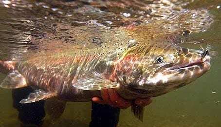 California steelhead