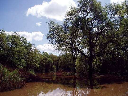 California floodplains help grow salmon