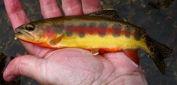 California Golden Trout