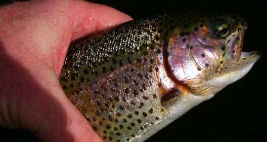 Upper Sacramento River Rainbow Trout