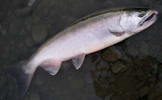 coho salmon