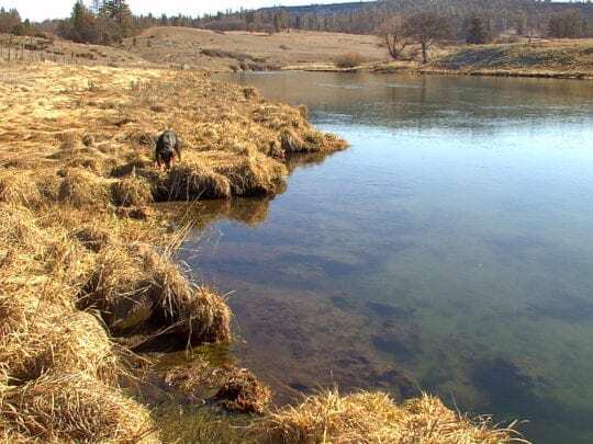 Hat Creek muskrat damage