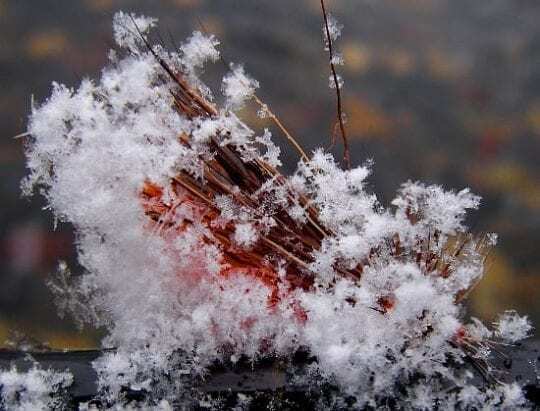 The October Caddis dry