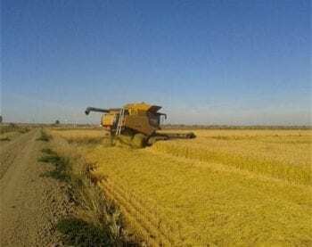 November 2012, rice harvest on experimental salmon habitat in Yolo Bypass