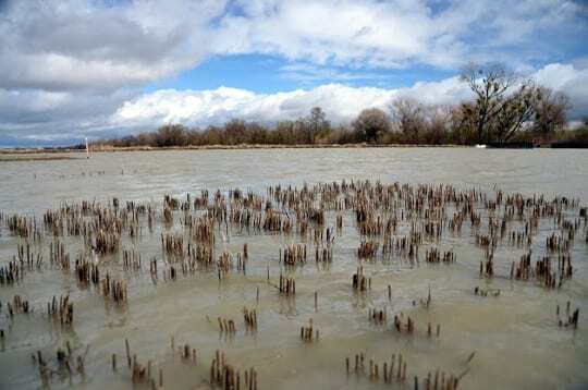 Yolo Bypass salmon study