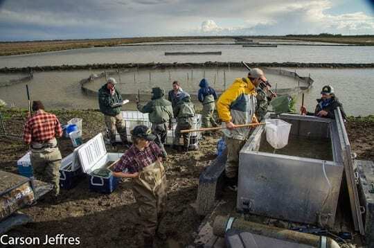 Yolo Bypass salmon study