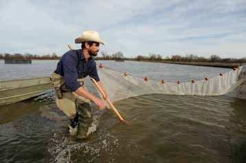 Gathering fish in the net, photo by Noah Berger