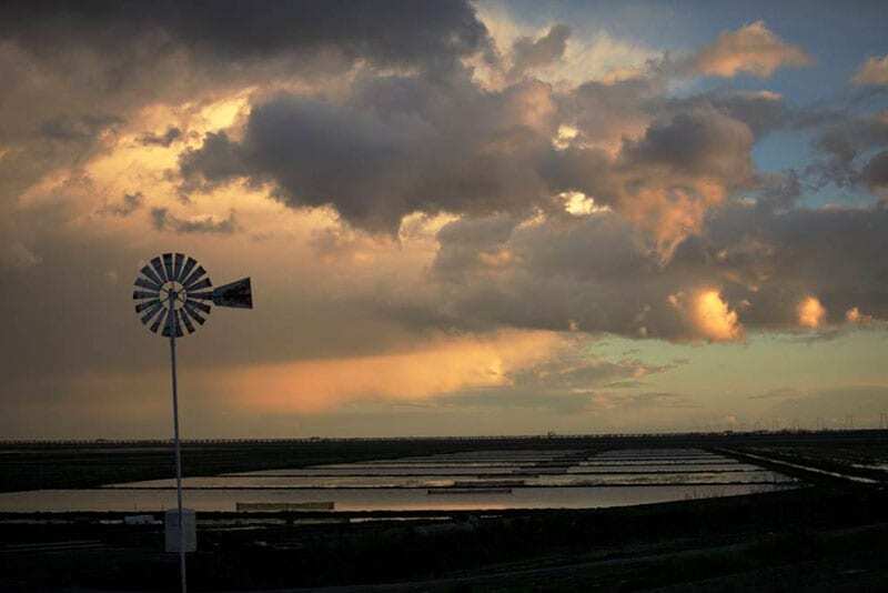 Knaggs Ranch experimental agricultural floodplain habitat where juvenile salmon are reared in rice fields during the winter non-growing season.