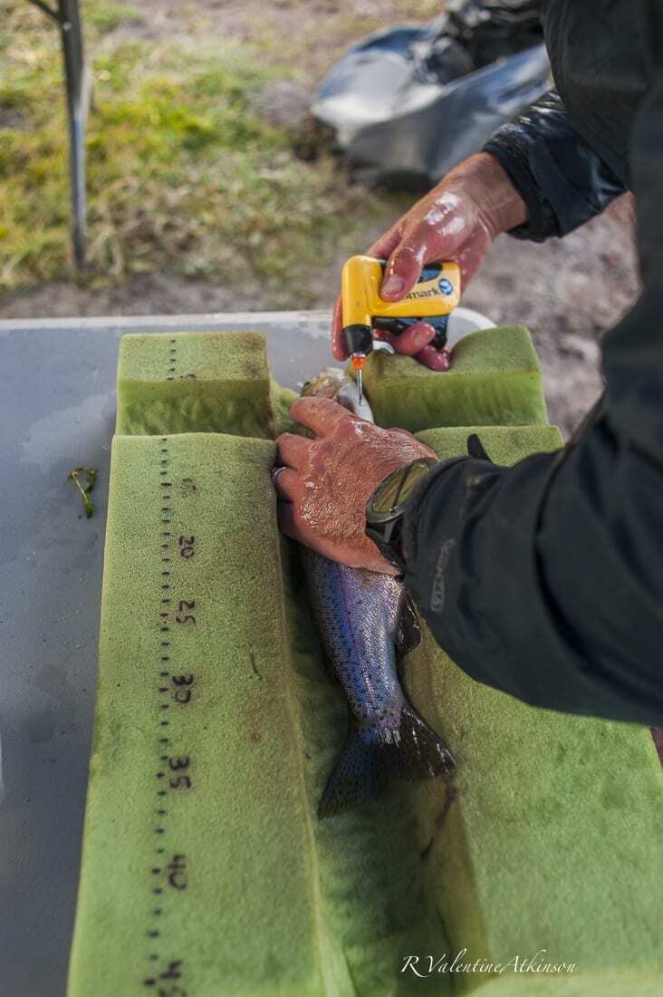 Cal Trout, UC Davis, Cal Fish & Wildlife-151