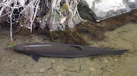 Mission Creek Southern Steelhead