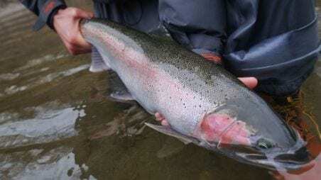 Trinity River Steelhead