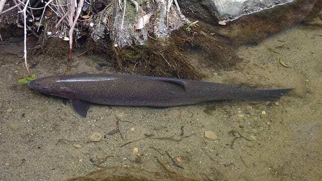 mtwh-steelhead-mission-creek