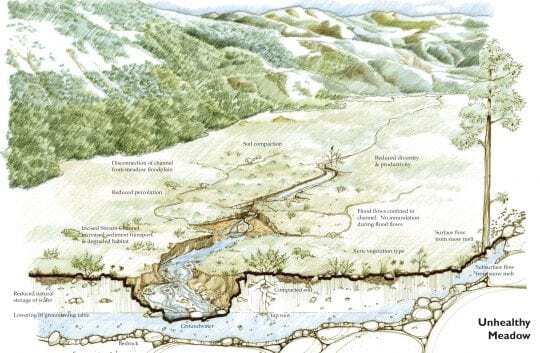 Mountain Meadows Graphic.ai