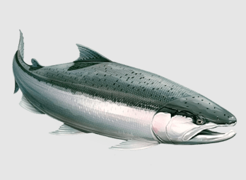 steelhead_paul waters illustration