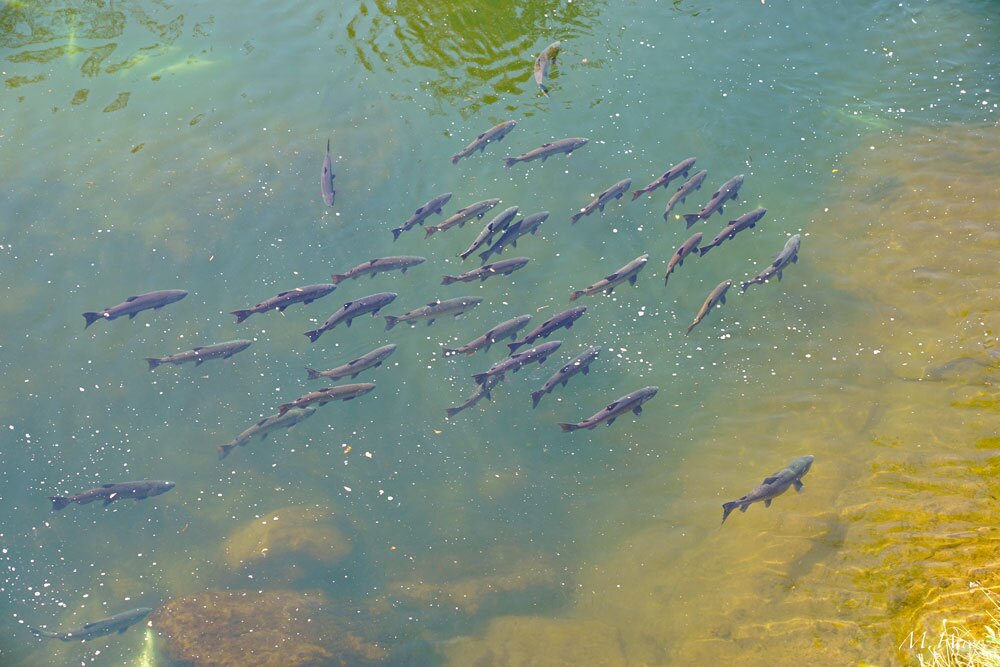 Butte-Salmon-7.18.21-24-(1)