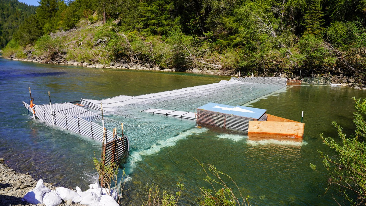 Pikeminnow weir on the Eel River.