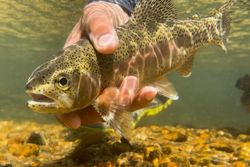 Kern River rainbow trout underwater