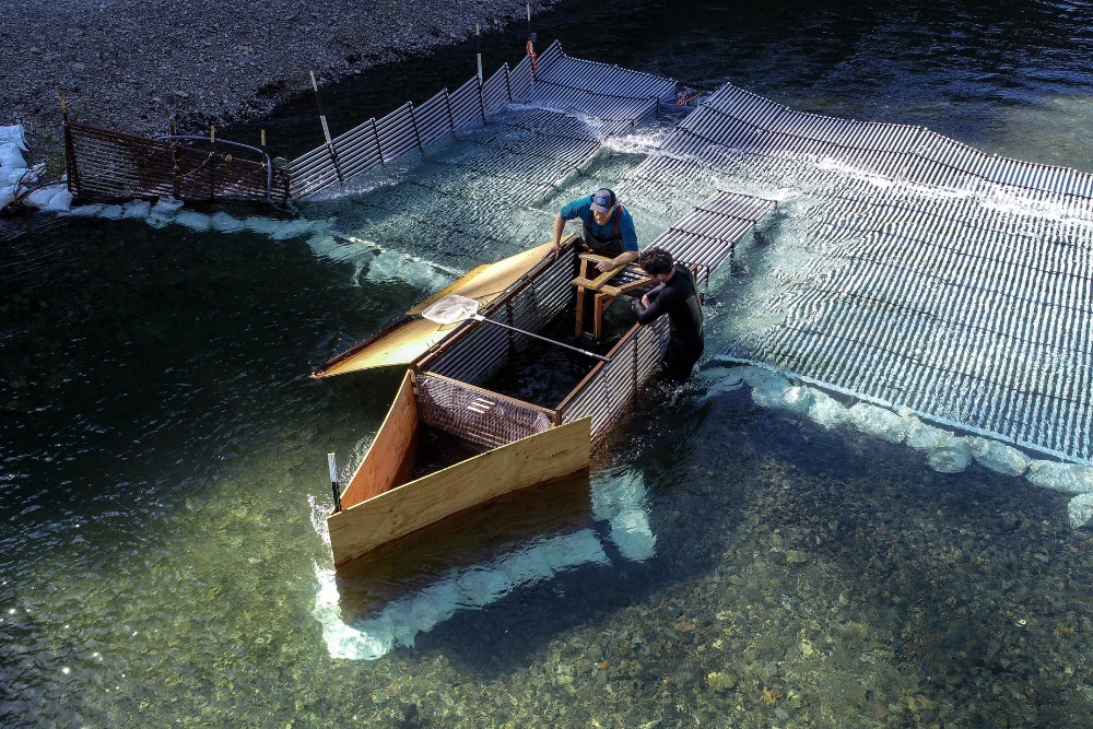 Two men with the weir.