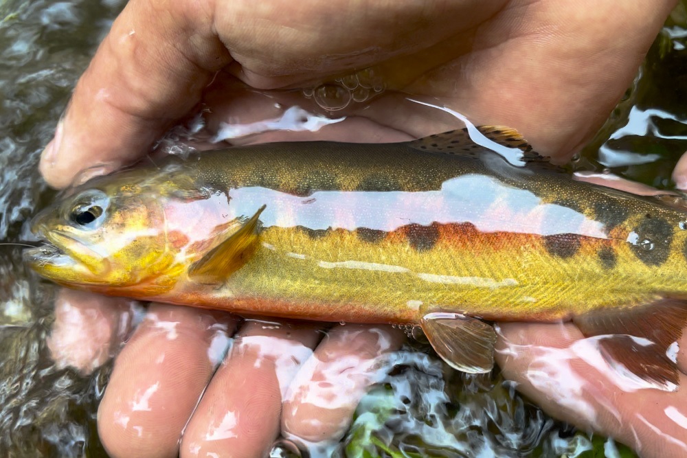 Volcano Creek golden trout.