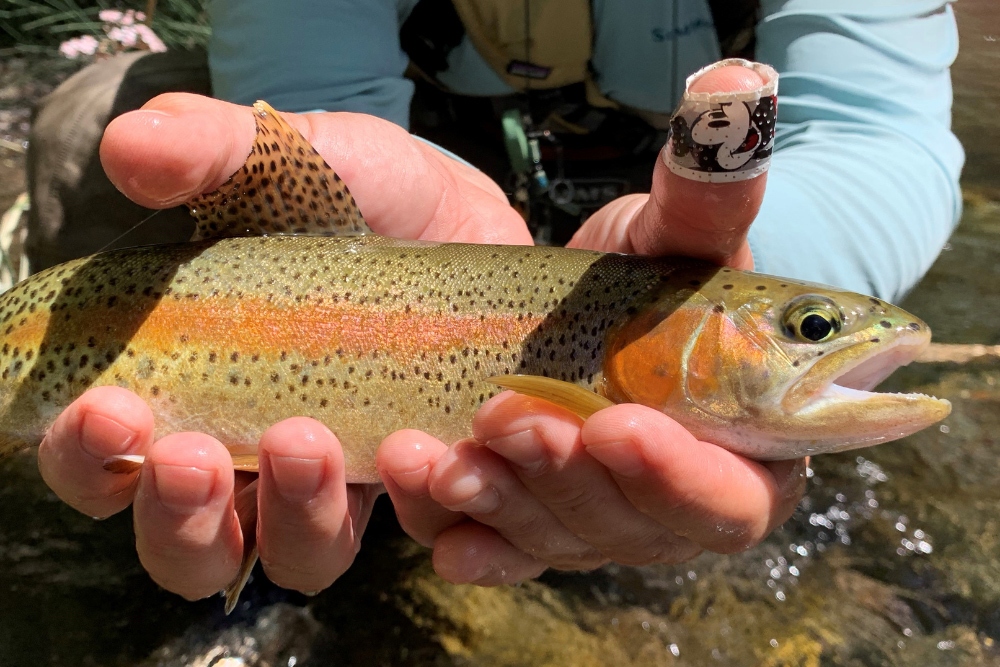 Rainbow trout