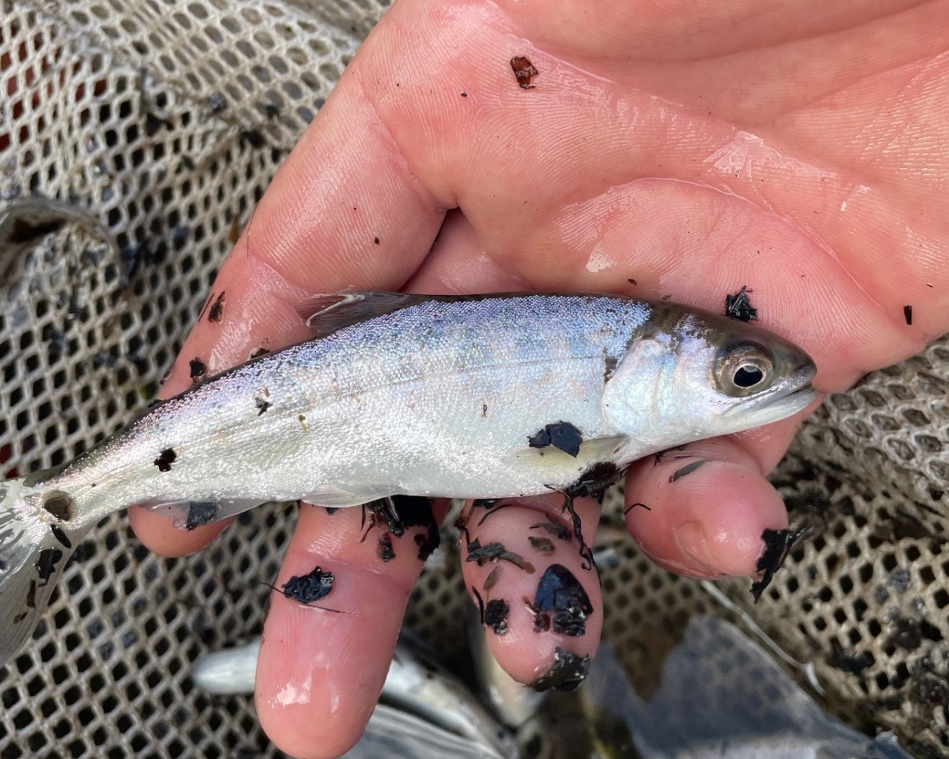 Wild-healthy-chinook-smolt-credit-Klamath-Tribes