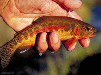 Golden trout by Val Atkinson