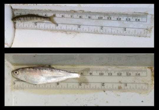Floodplain-raised juvenile salmon comparison