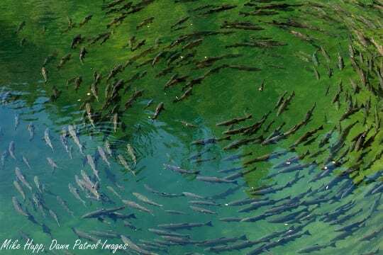 Scott River salmon wait for water... (image Mike Hupp)
