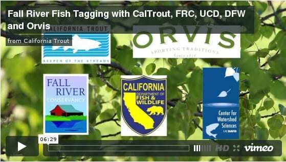 Fall River fish tagging video