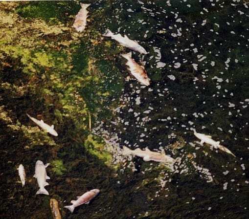 2002 Klamath River fish kill (photo Northcoast Environmental Center)