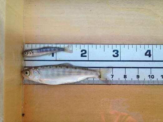 Juvenile Chinook salmon from the Feather River (top) and from Knaggs Ranch managed floodplain habitat, February 23, 2014.