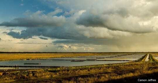 Rice fields on the Yolo Bypass, an engineered floodplain of the lower Sacramento River. Photo by Carson Jeffres, UC Davis