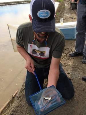 CalTrout's Jacob Katz pulls a pair of four-day-old salmon out of a fallow rice field at Knaggs Ranch in the Yolo Bypass.  Sarah Dowling — Daily Democrat