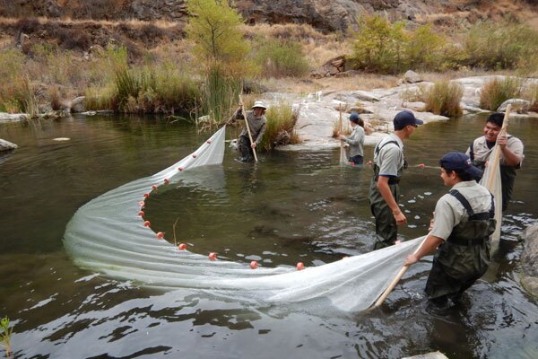 Conservation Corps of Orange County and CDFW pull a 25-foot seine through the river to remove non-native aquatic species