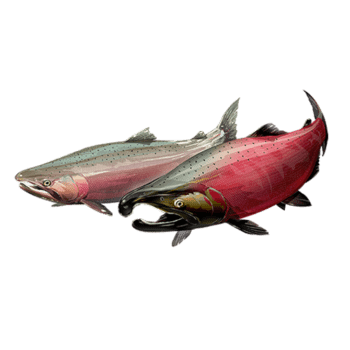 Southern Oregon/Northern California Coast Coho Salmon