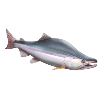 Pink Salmon  California Trout